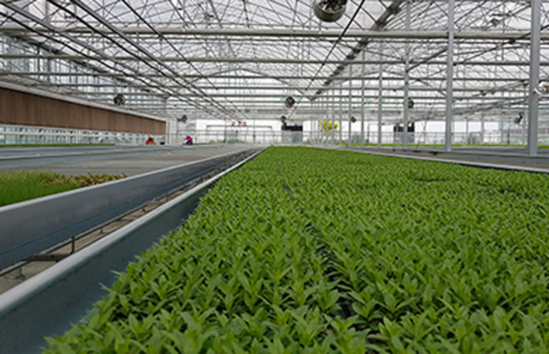 Polycarbonate Greenhouse