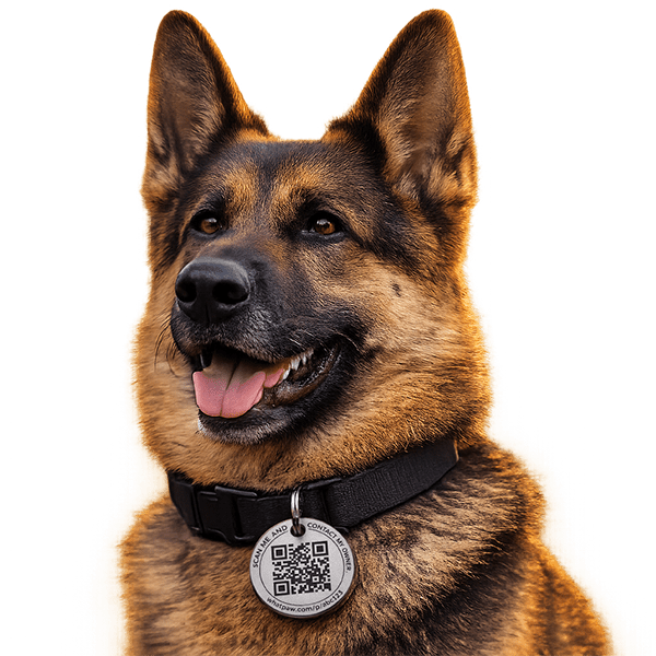 WhatPaw Titanium Pet ID Tag on dog